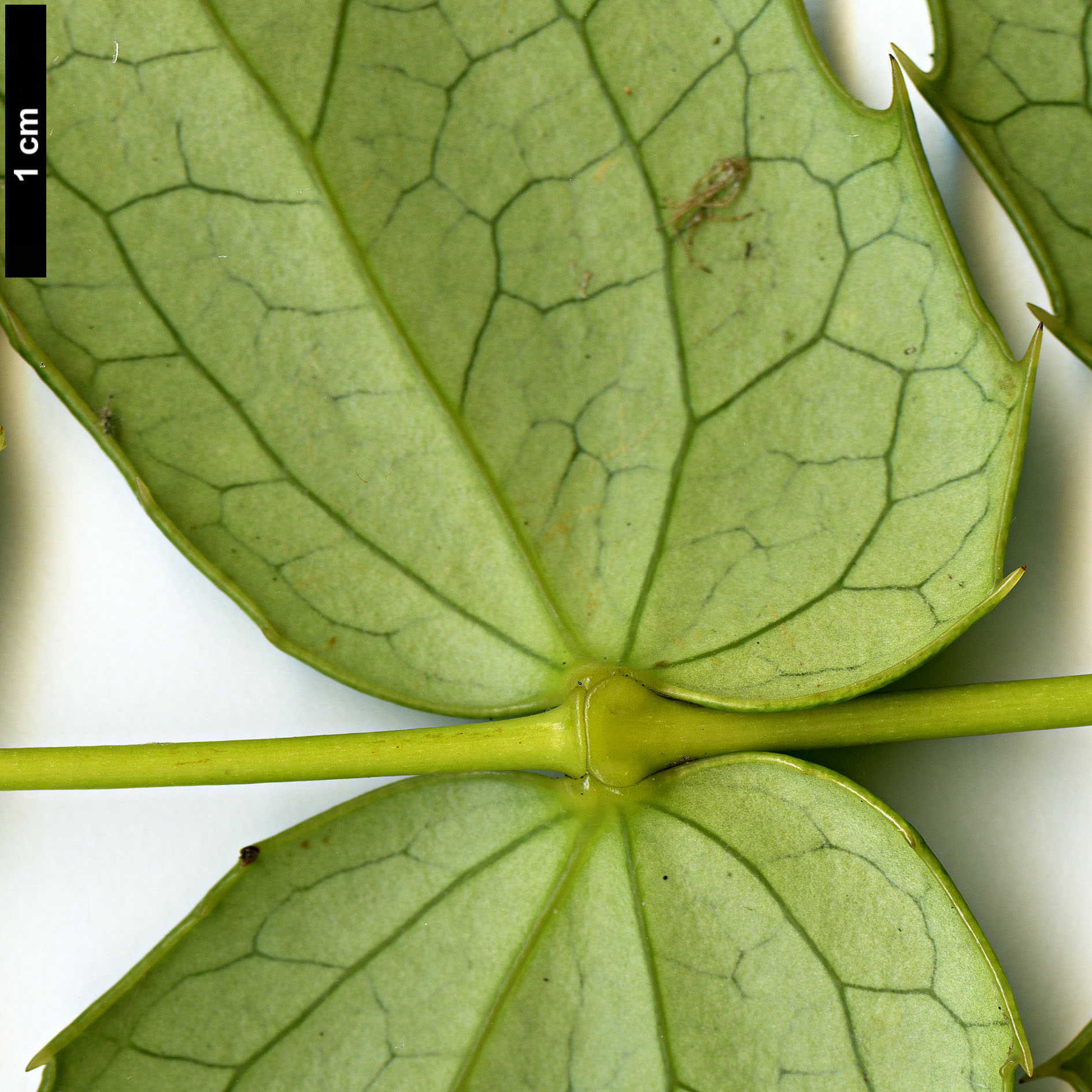 High resolution image: Family: Berberidaceae - Genus: Mahonia - Taxon: species nov.